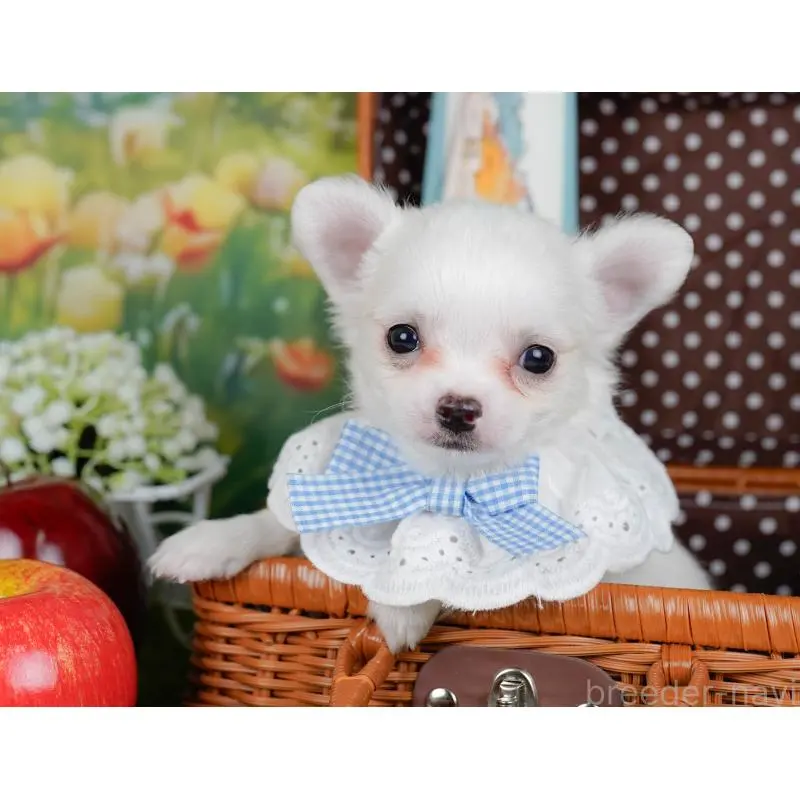 販売中の神奈川県のチワワ(ロングコート)-454261の6枚目