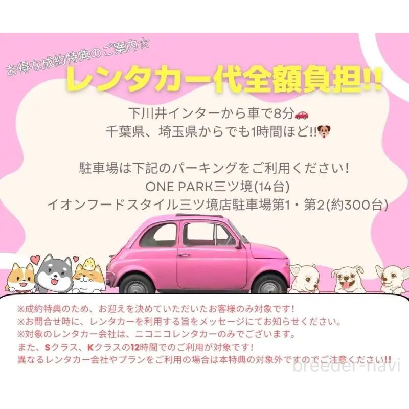 販売中の神奈川県のチワワ(ロングコート)-454255の19枚目