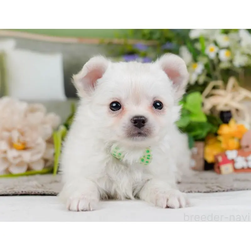 販売中の神奈川県のチワワ(ロングコート)-454255の12枚目