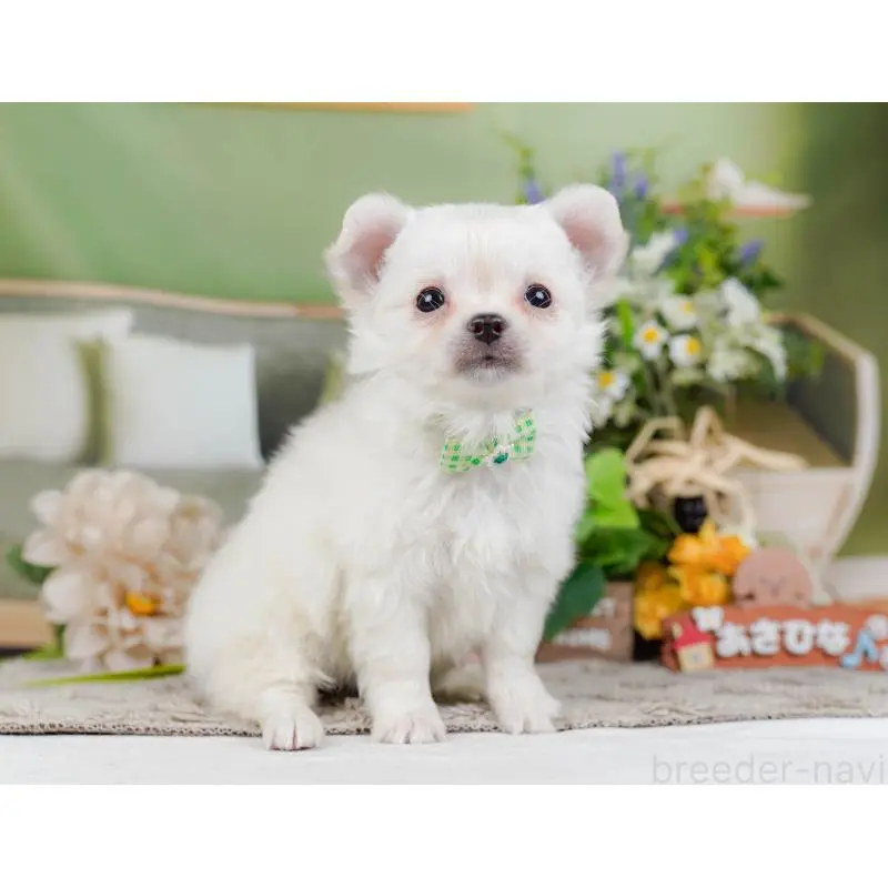 販売中の神奈川県のチワワ(ロングコート)-454255の10枚目