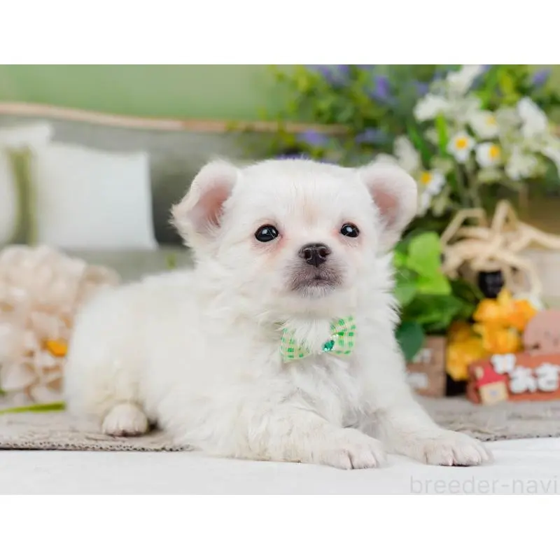 販売中の神奈川県のチワワ(ロングコート)-454255の9枚目