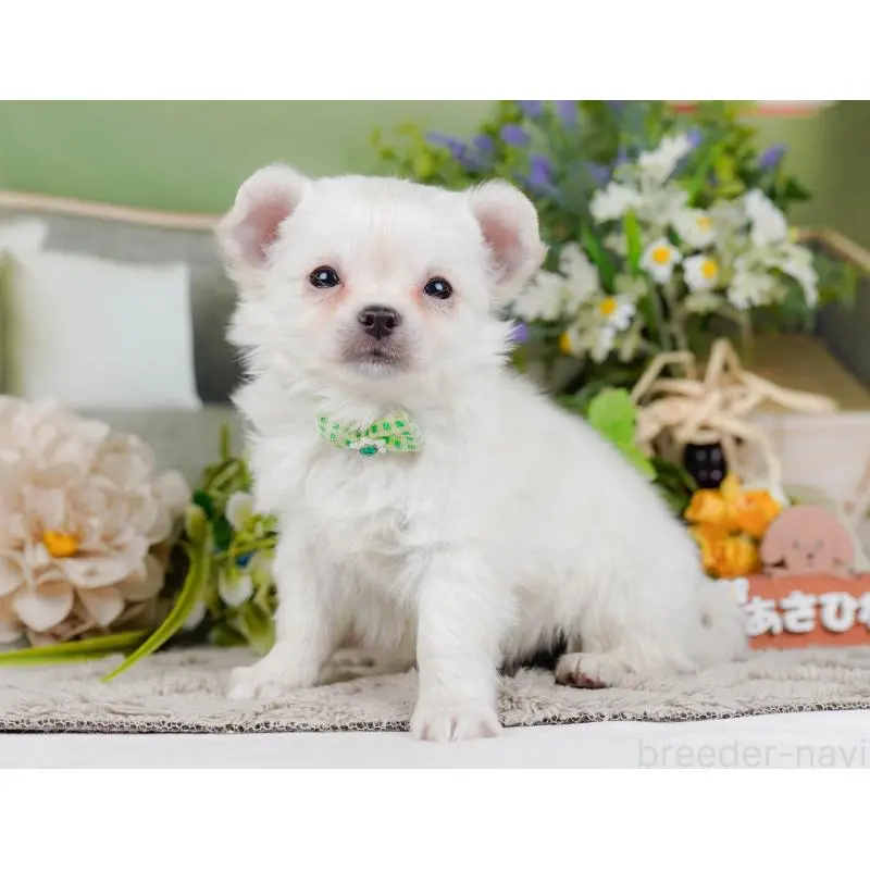 販売中の神奈川県のチワワ(ロングコート)-454255の8枚目