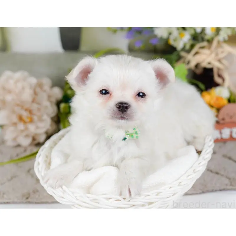 販売中の神奈川県のチワワ(ロングコート)-454255の7枚目