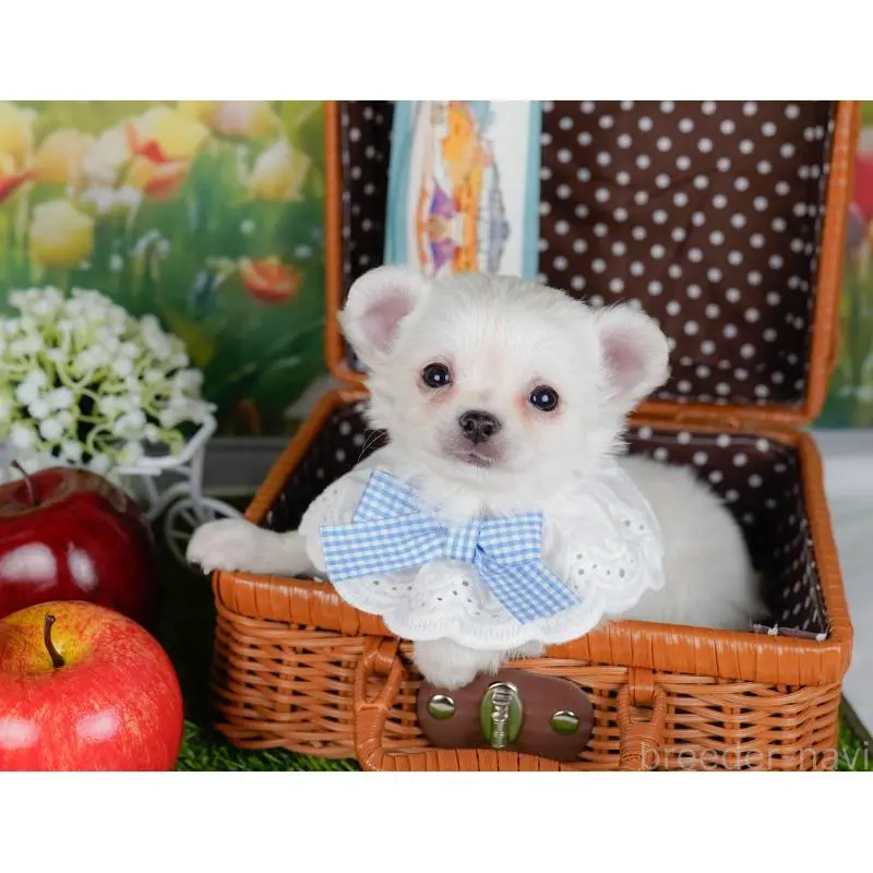 販売中の神奈川県のチワワ(ロングコート)-454255の6枚目