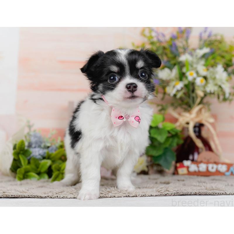 販売中の神奈川県のチワワ(ロングコート)-454253の13枚目