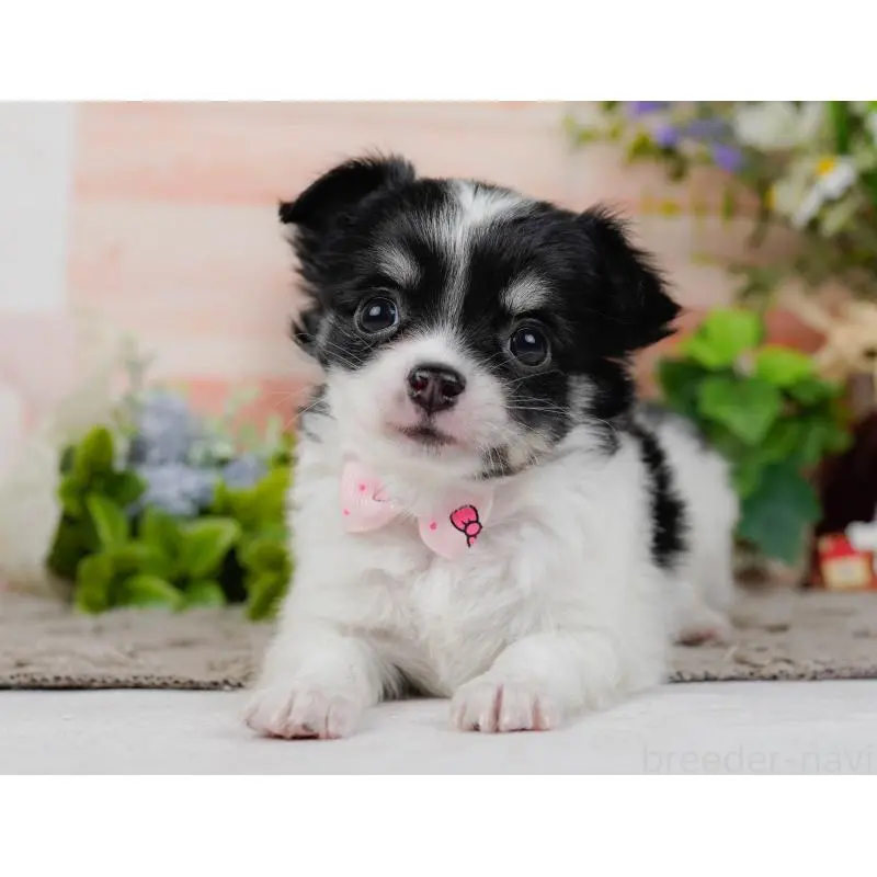 販売中の神奈川県のチワワ(ロングコート)-454253の12枚目