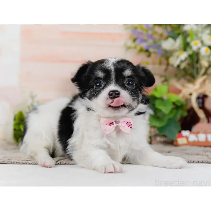 販売中の神奈川県のチワワ(ロングコート)-454253の11枚目