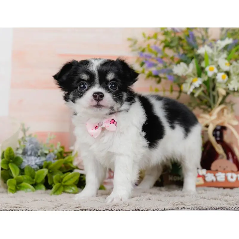 販売中の神奈川県のチワワ(ロングコート)-454253の10枚目