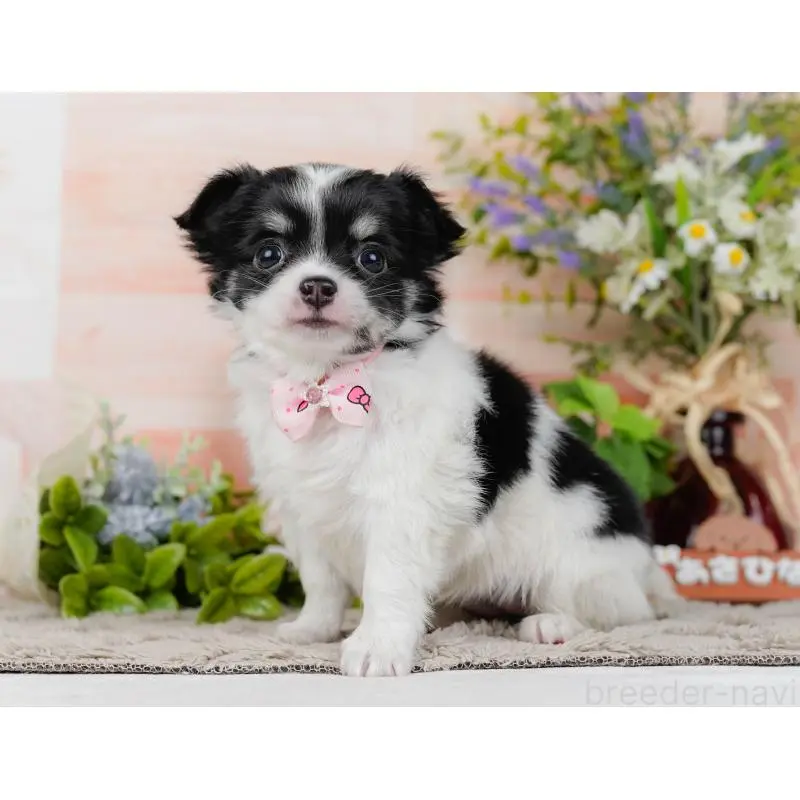 販売中の神奈川県のチワワ(ロングコート)-454253の9枚目