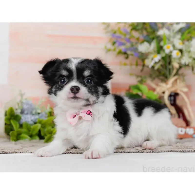 販売中の神奈川県のチワワ(ロングコート)-454253の8枚目