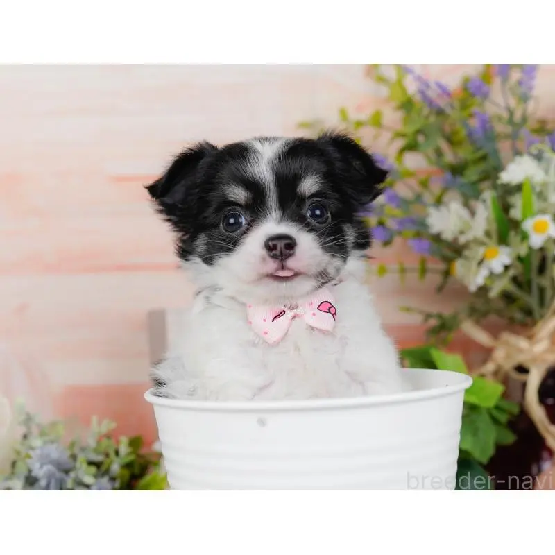 販売中の神奈川県のチワワ(ロングコート)-454253の7枚目