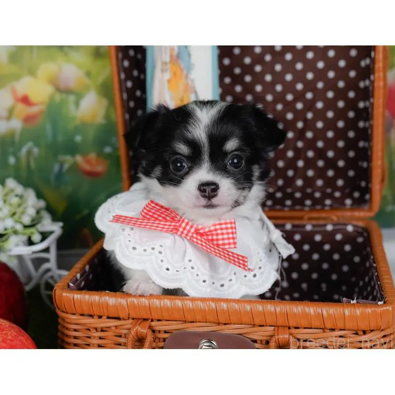 販売中の神奈川県のチワワ(ロングコート)-454253の6枚目