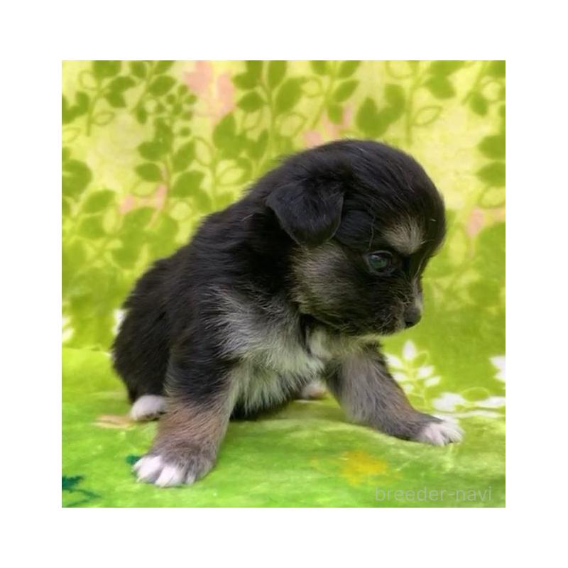 販売中の茨城県のチワワ(ロングコート)-454008の3枚目