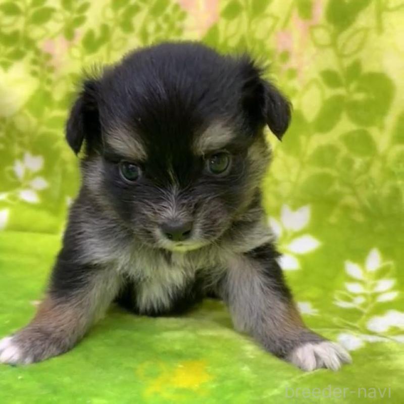 販売中の茨城県のチワワ(ロングコート)-454008