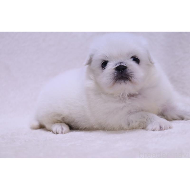 販売中の滋賀県のペキニーズ-454010の12枚目