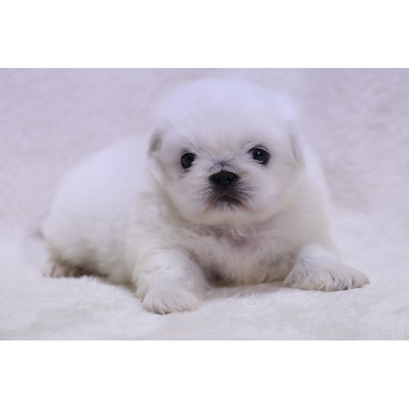 販売中の滋賀県のペキニーズ-454010の11枚目