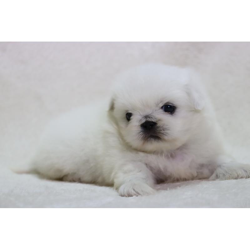 販売中の滋賀県のペキニーズ-454010の10枚目