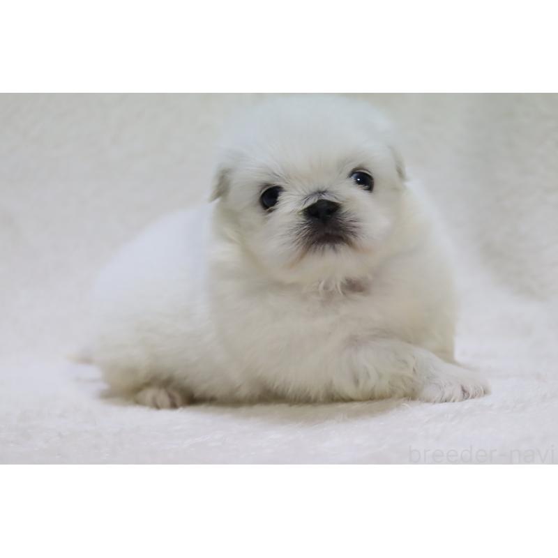 販売中の滋賀県のペキニーズ-454010の9枚目