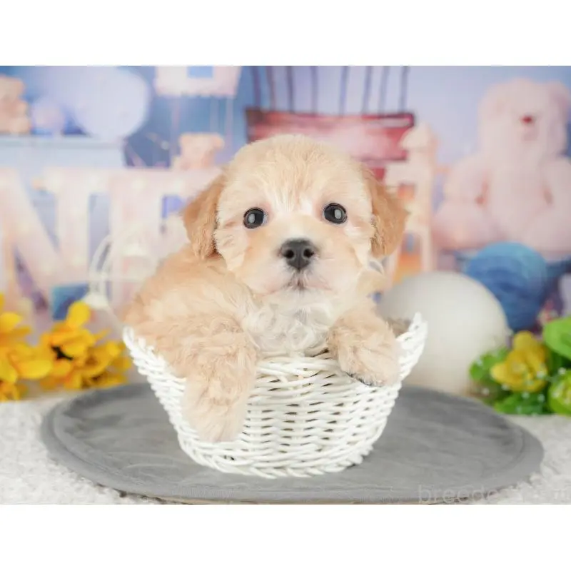 販売中の静岡県のマルプー:マルチーズ×トイプードル-454246の11枚目