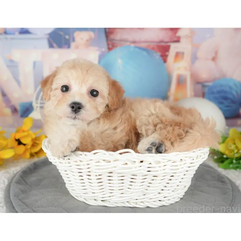 販売中の静岡県のマルプー:マルチーズ×トイプードル-454246の10枚目