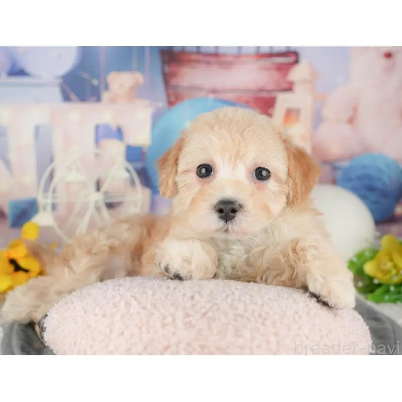 販売中の静岡県のマルプー:マルチーズ×トイプードル-454246の8枚目