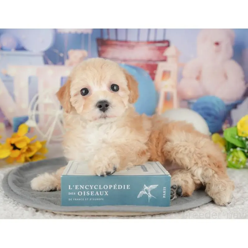 販売中の静岡県のマルプー:マルチーズ×トイプードル-454246の7枚目