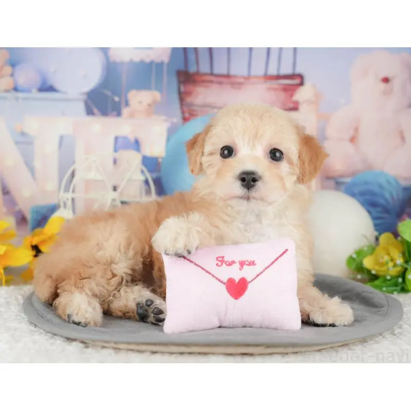 販売中の静岡県のマルプー:マルチーズ×トイプードル-454246の6枚目