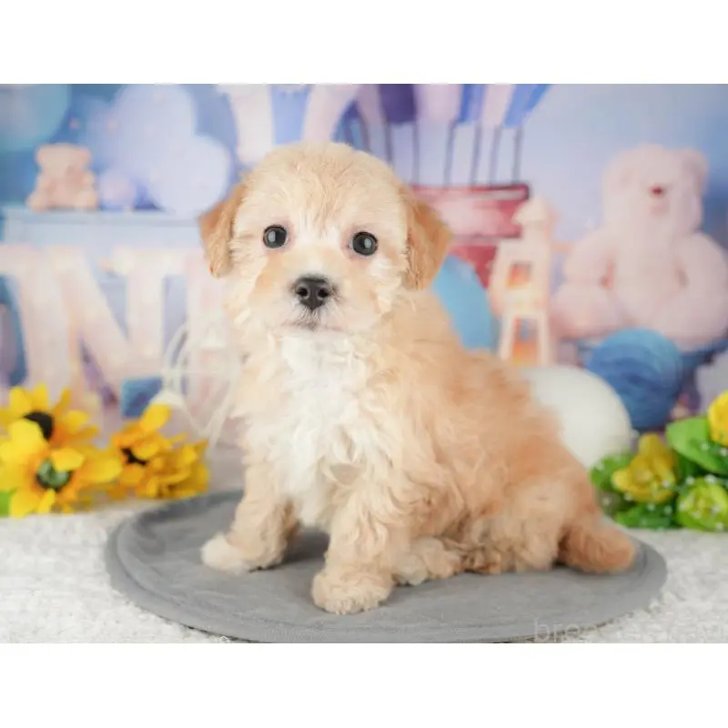 販売中の静岡県のマルプー:マルチーズ×トイプードル-454246の4枚目