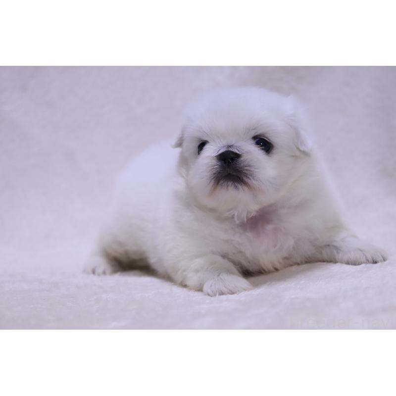 販売中の滋賀県のペキニーズ-454010の8枚目