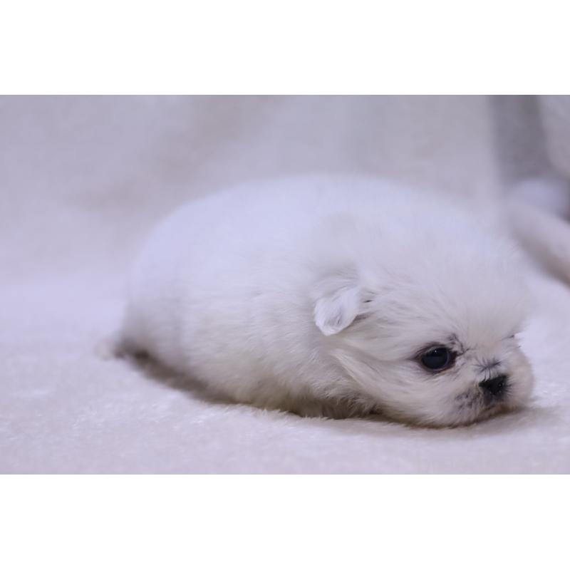 販売中の滋賀県のペキニーズ-454010の6枚目