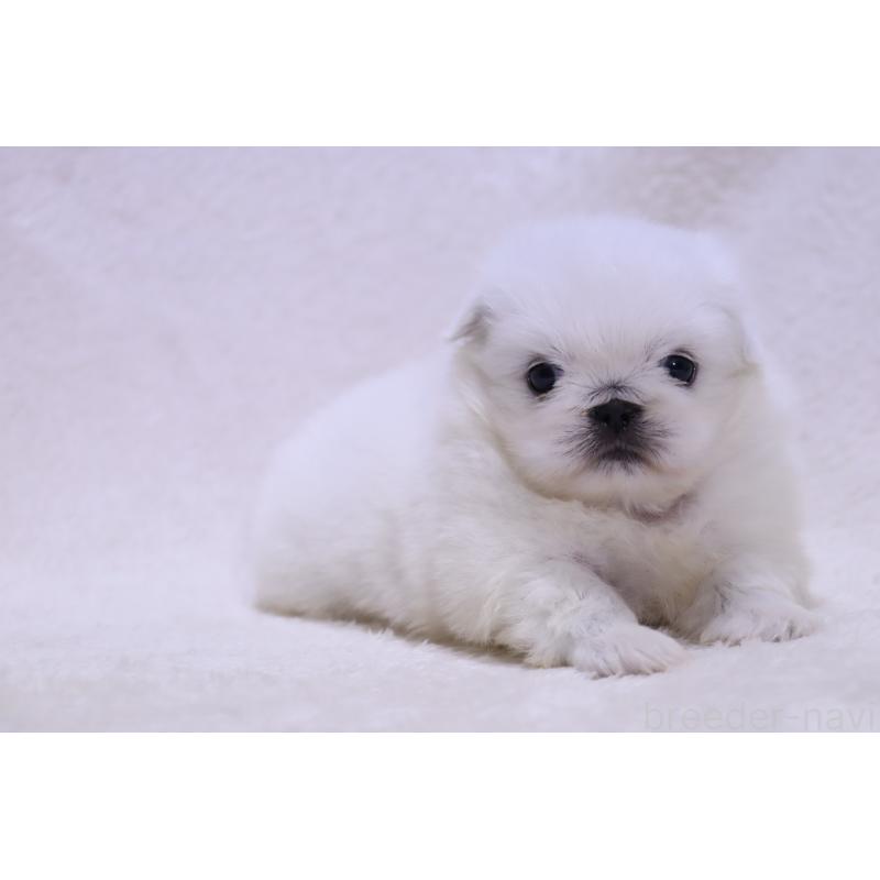 販売中の滋賀県のペキニーズ-454010の5枚目