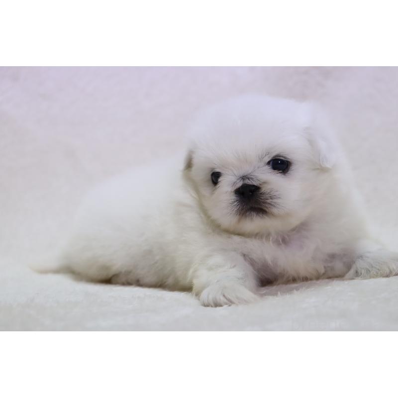 販売中の滋賀県のペキニーズ-454010の4枚目