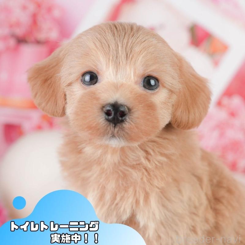 販売中の静岡県のマルプー:マルチーズ×トイプードル-454283