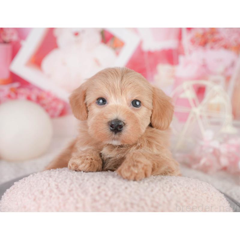 販売中の静岡県のマルプー:マルチーズ×トイプードル-454283の12枚目