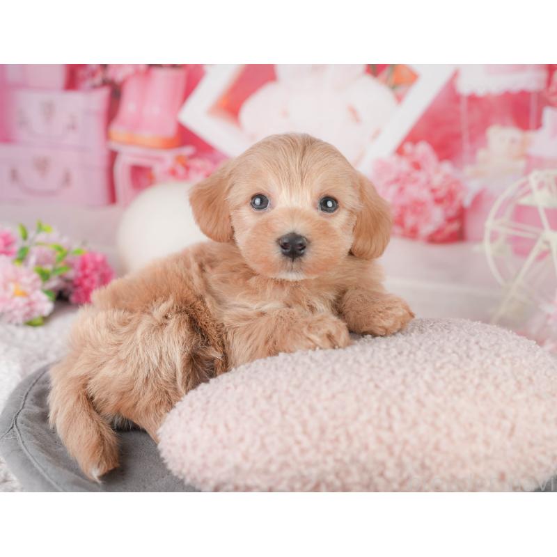 販売中の静岡県のマルプー:マルチーズ×トイプードル-454283の11枚目