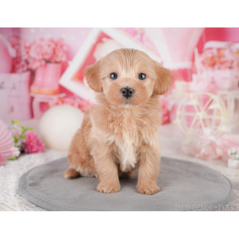 販売中の静岡県のマルプー:マルチーズ×トイプードル-454283の10枚目