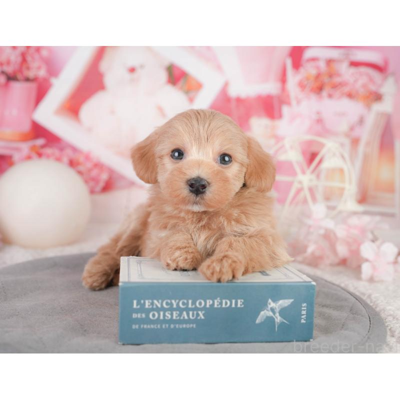 販売中の静岡県のマルプー:マルチーズ×トイプードル-454283の8枚目