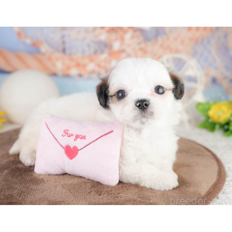 販売中の静岡県のチワズー:チワワ×シーズー-454287の14枚目