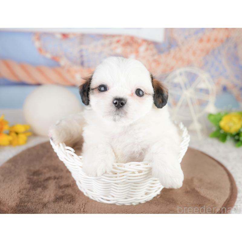 販売中の静岡県のチワズー:チワワ×シーズー-454287の13枚目