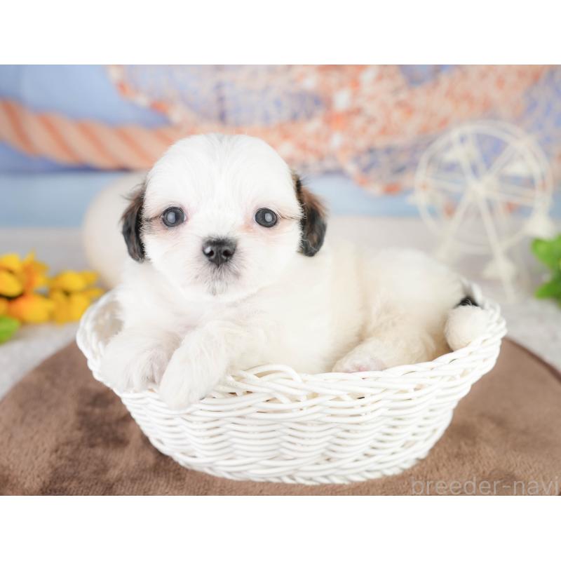 販売中の静岡県のチワズー:チワワ×シーズー-454287の12枚目