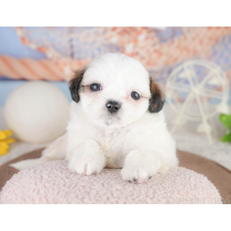 販売中の静岡県のチワズー:チワワ×シーズー-454287の11枚目