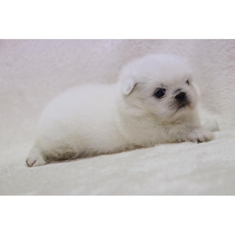 販売中の滋賀県のペキニーズ-454010の3枚目