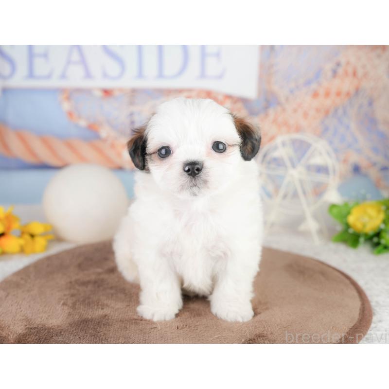 販売中の静岡県のチワズー:チワワ×シーズー-454287の9枚目