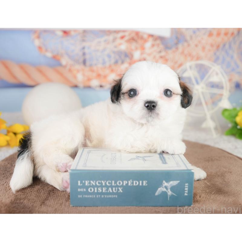 販売中の静岡県のチワズー:チワワ×シーズー-454287の6枚目