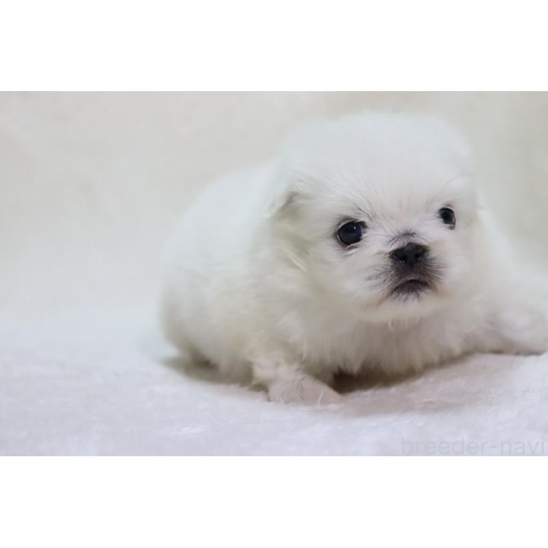 販売中の滋賀県のペキニーズ-454010の2枚目