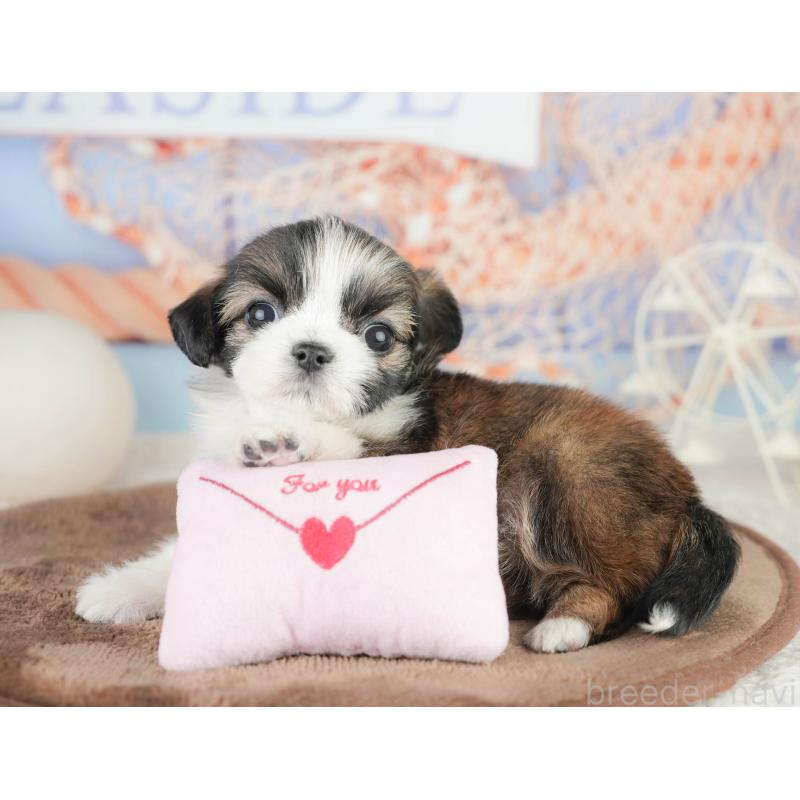 販売中の静岡県のチワズー:チワワ×シーズー-454290の14枚目