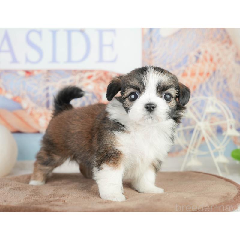 販売中の静岡県のチワズー:チワワ×シーズー-454290の7枚目