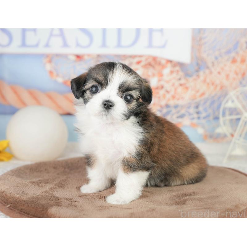 販売中の静岡県のチワズー:チワワ×シーズー-454290の6枚目