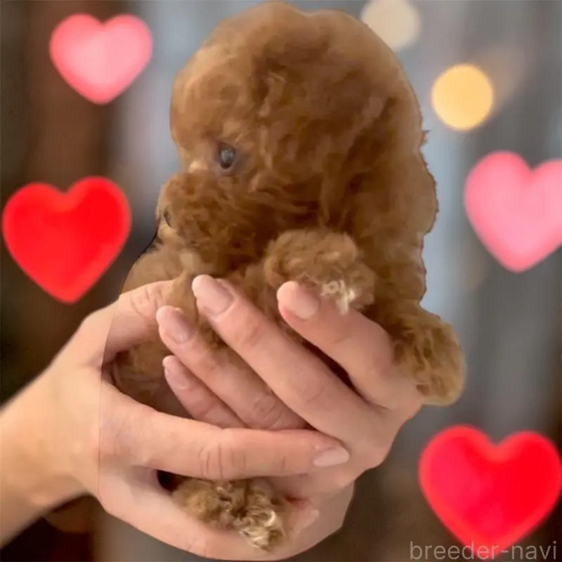 販売中の愛知県のティーカッププードル-454012の3枚目