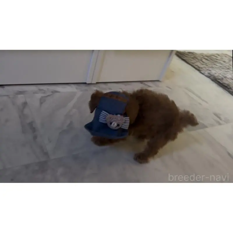 販売中の愛知県のティーカッププードル-454012の2枚目